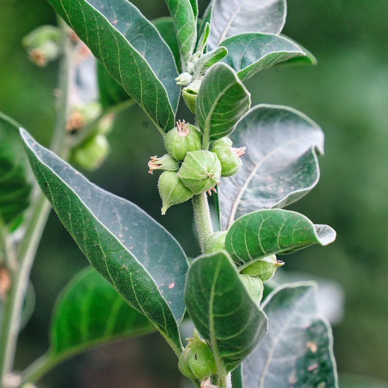 Ashwagandha en Polvo